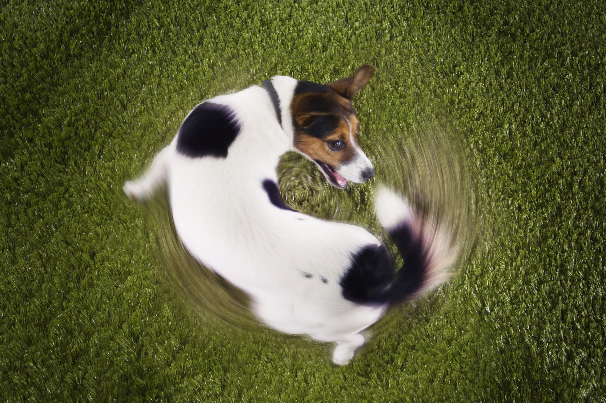 Small dog chasing it's tail in grass