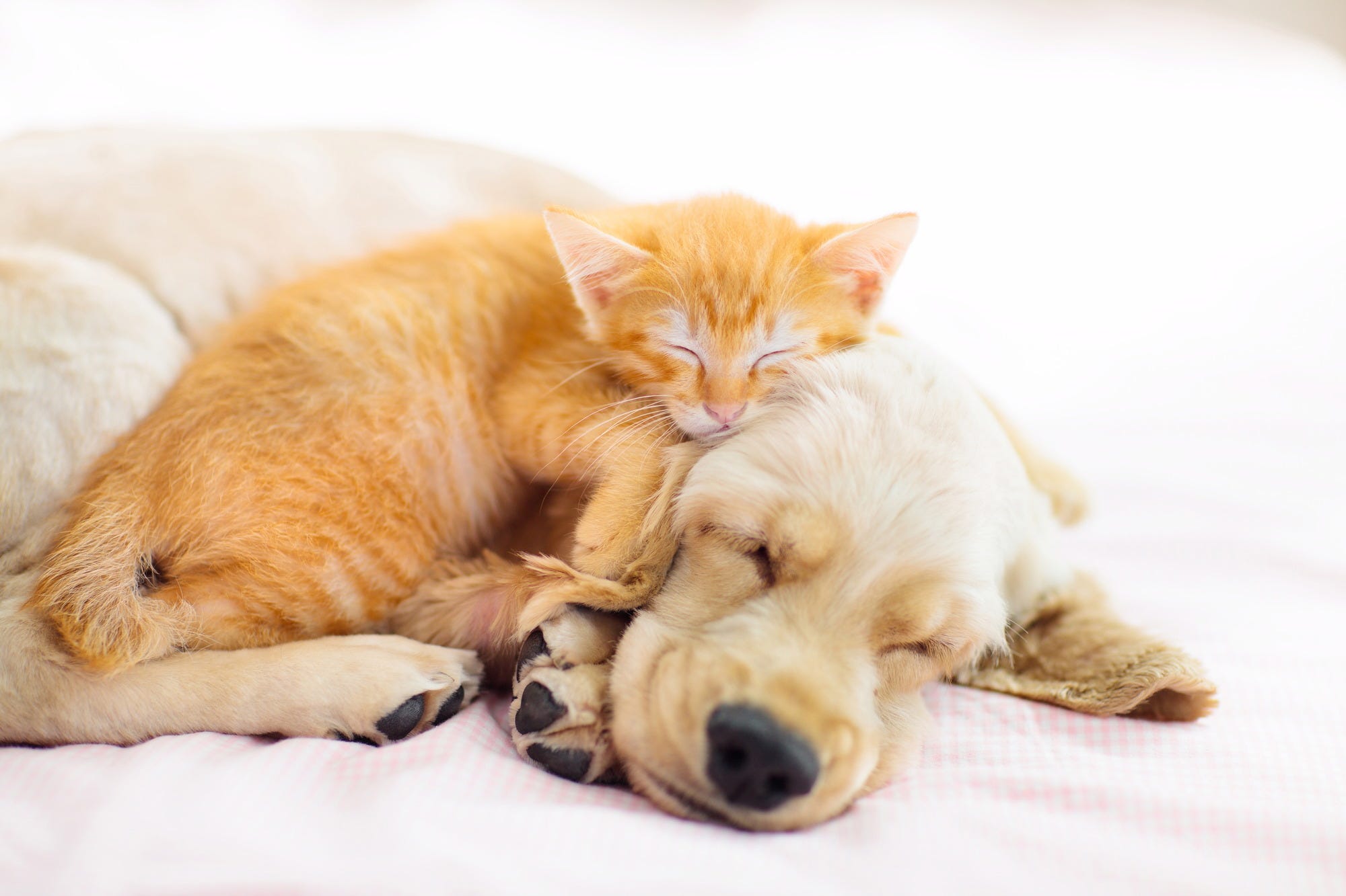 Cat laying ontop of dog