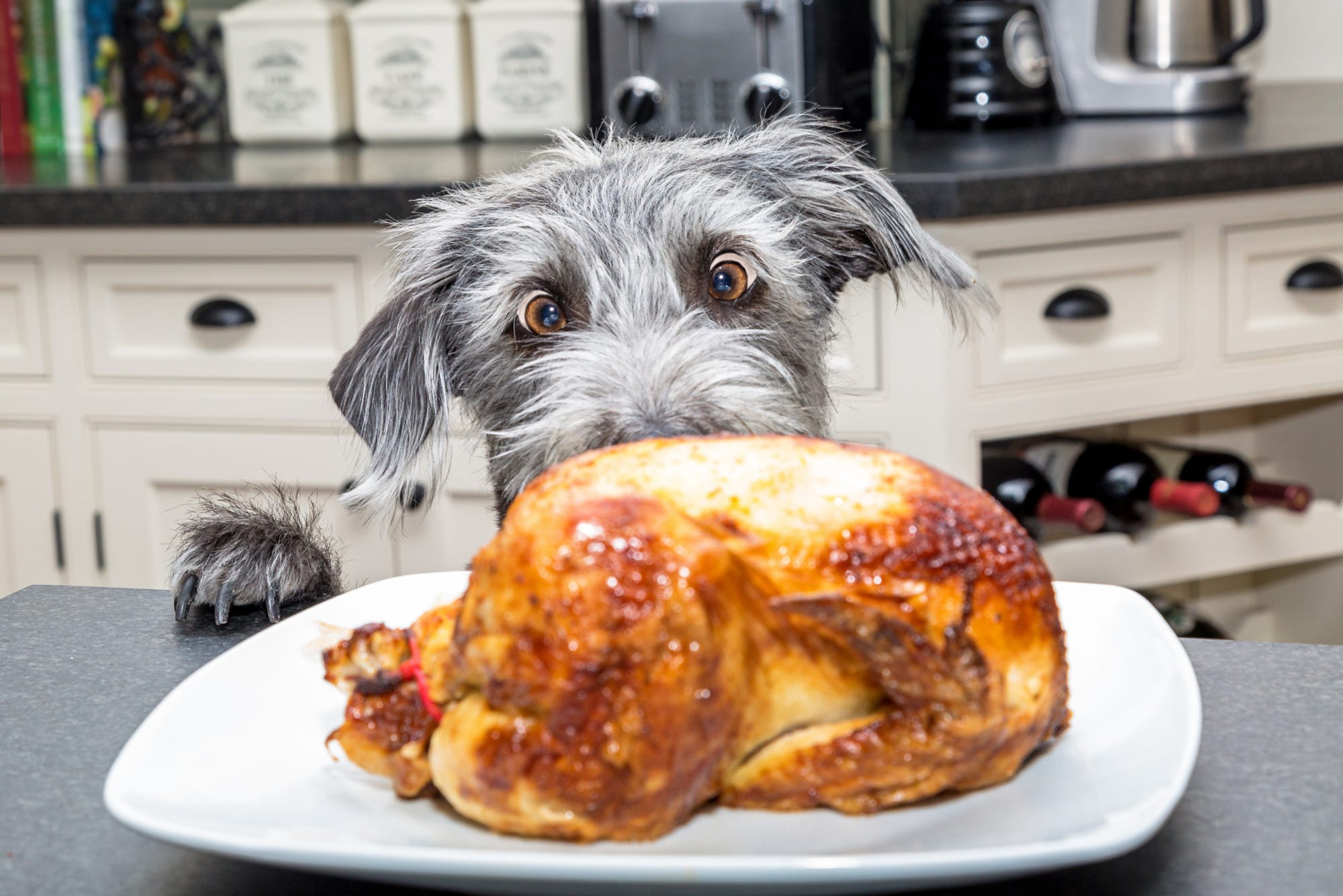 Dog staring at Turkey on kitchen counter