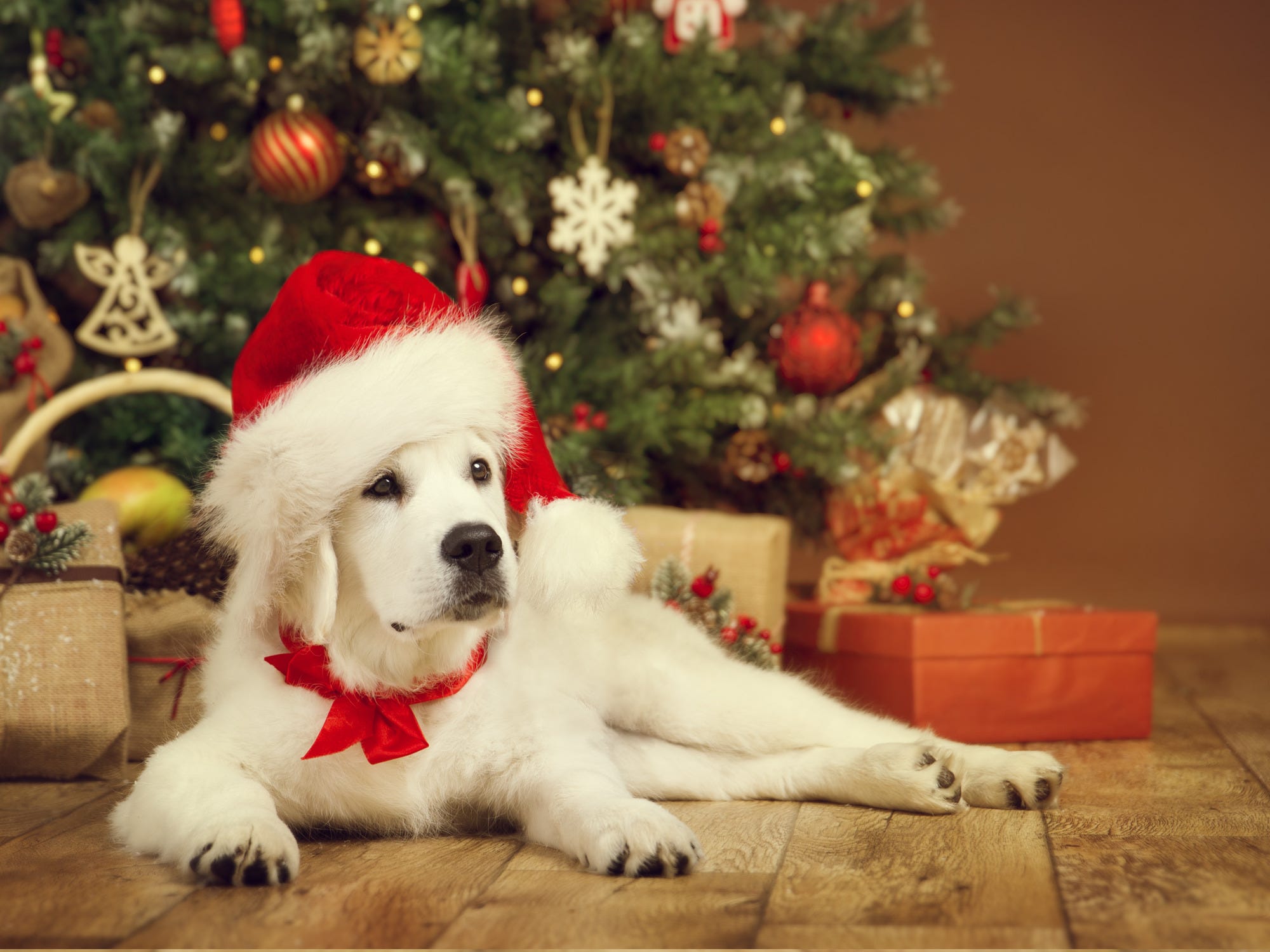 Labrador retriever with Santa hat on in front of tree