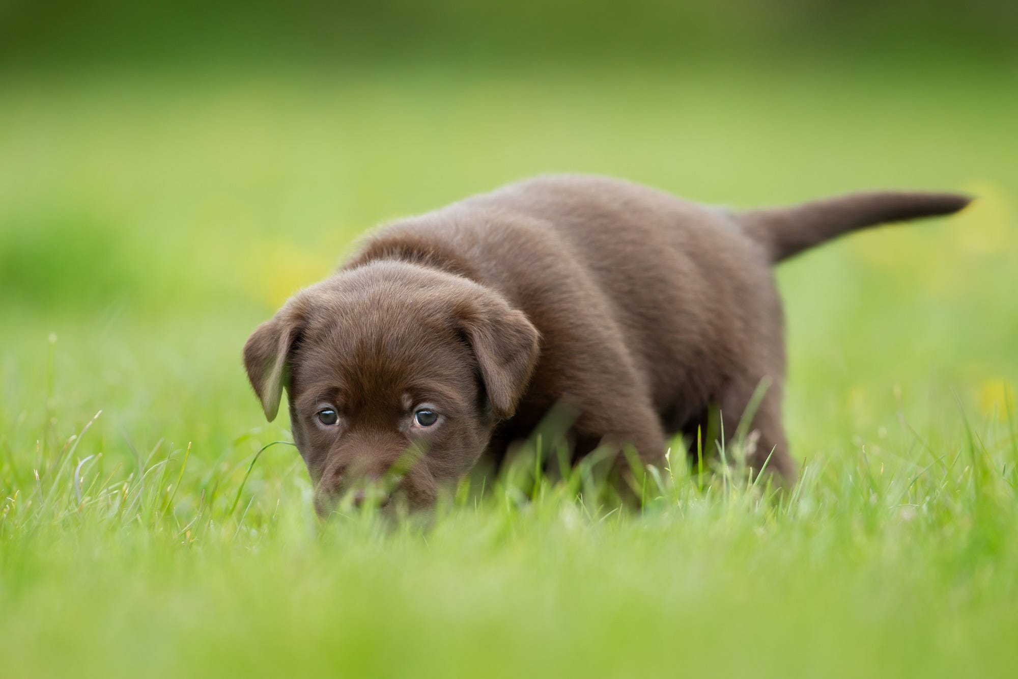 Chocolate lab sniffing grass