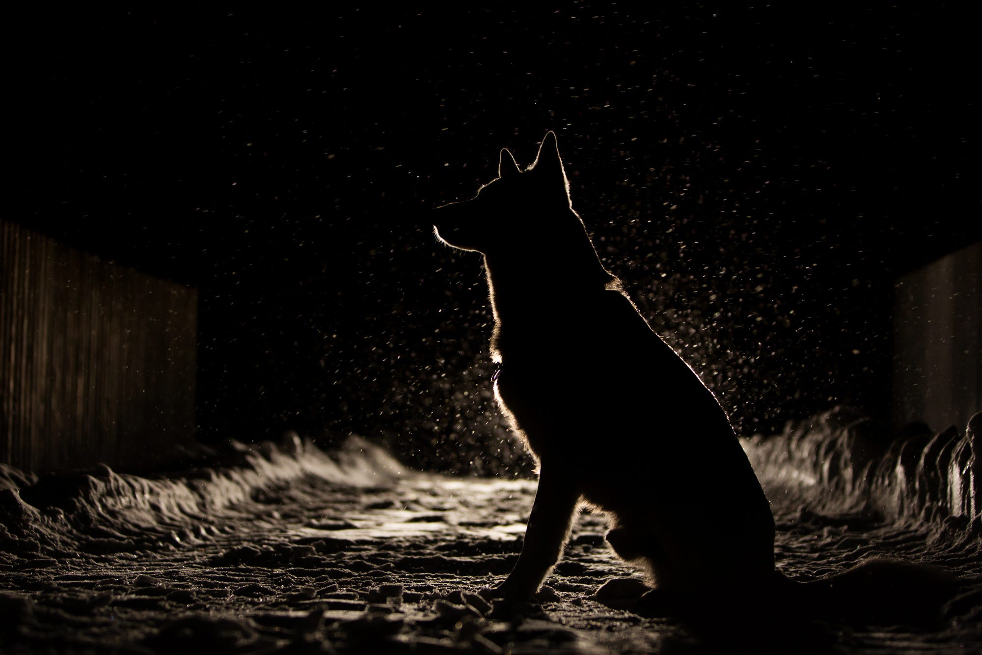 Dog sitting on path at night 