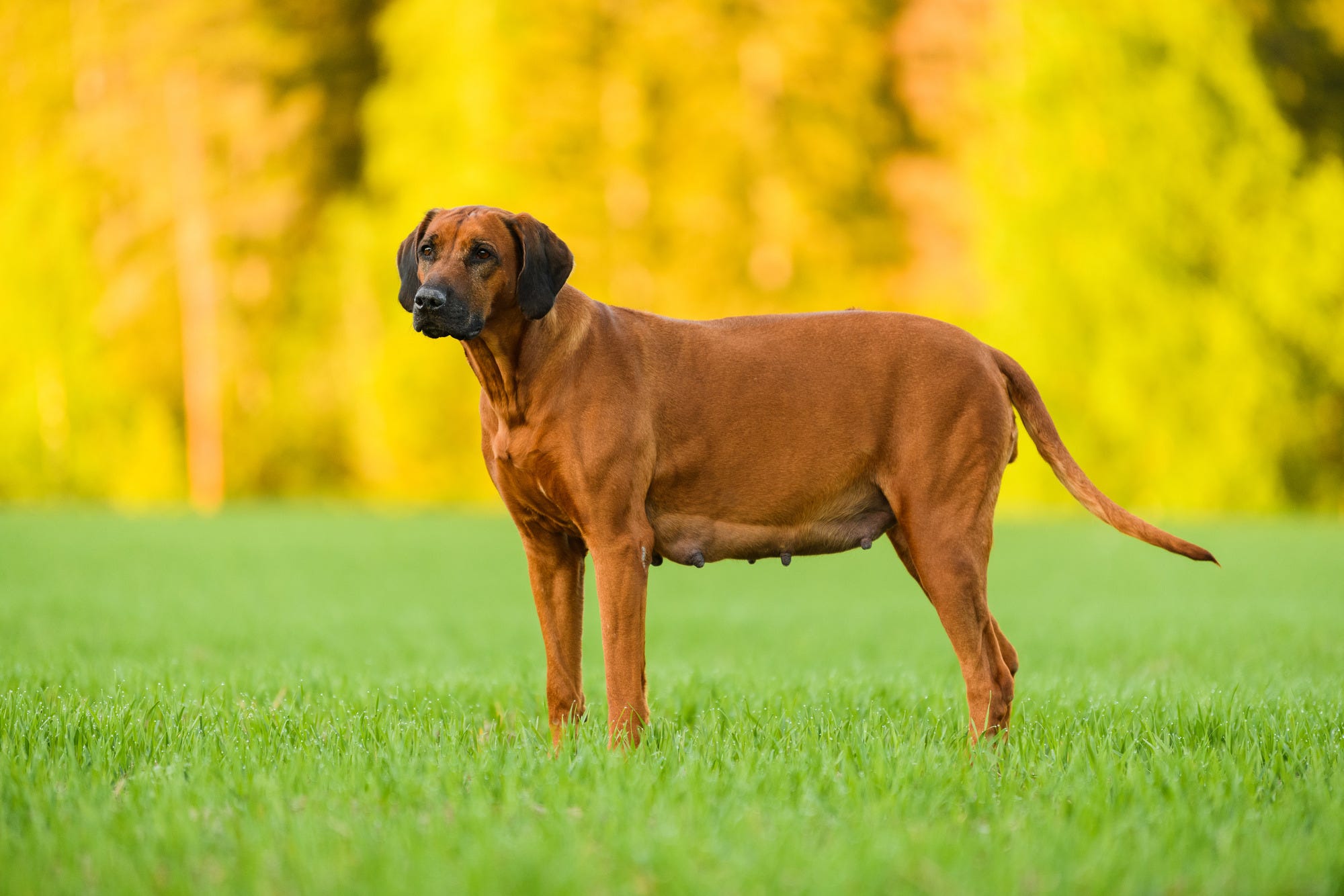 Pregnant dog standing in grass
