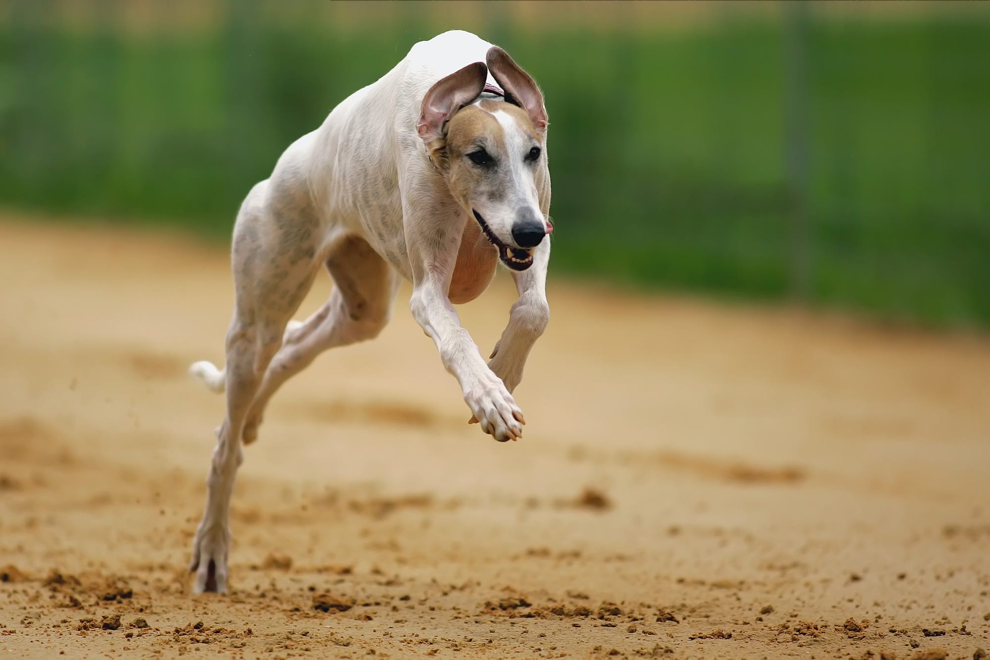 Greyhound dog running in dirt