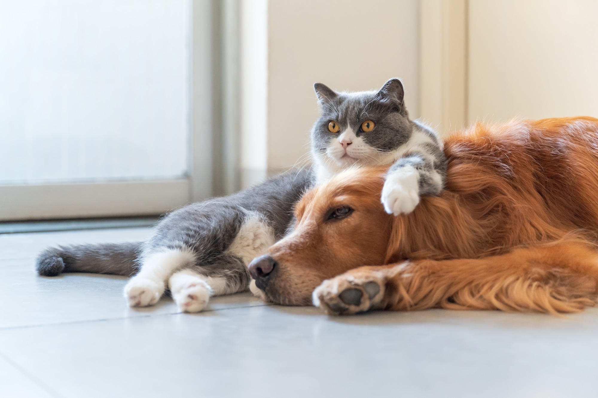 Dog and cat laying together