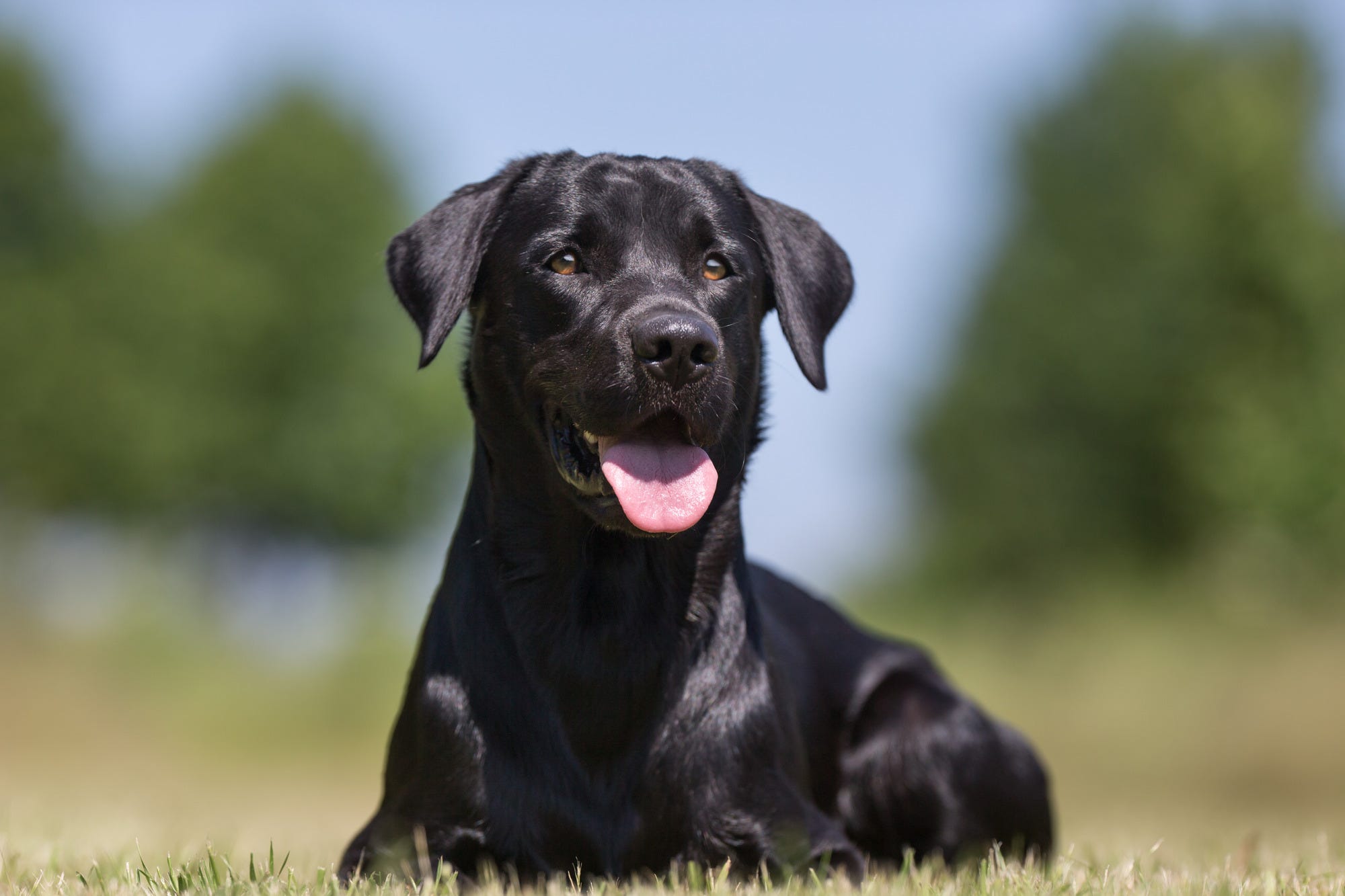 Black Labrador Retriever laying in grass