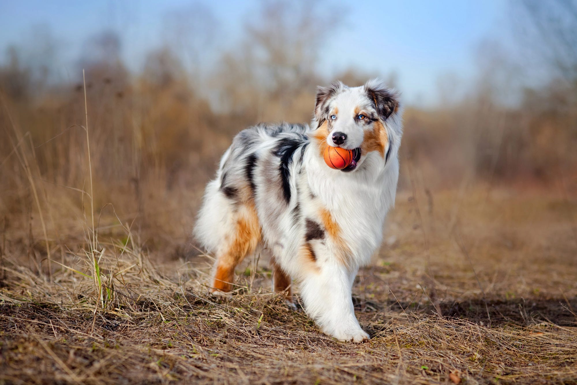 Australian Shepherd walking in field with ball