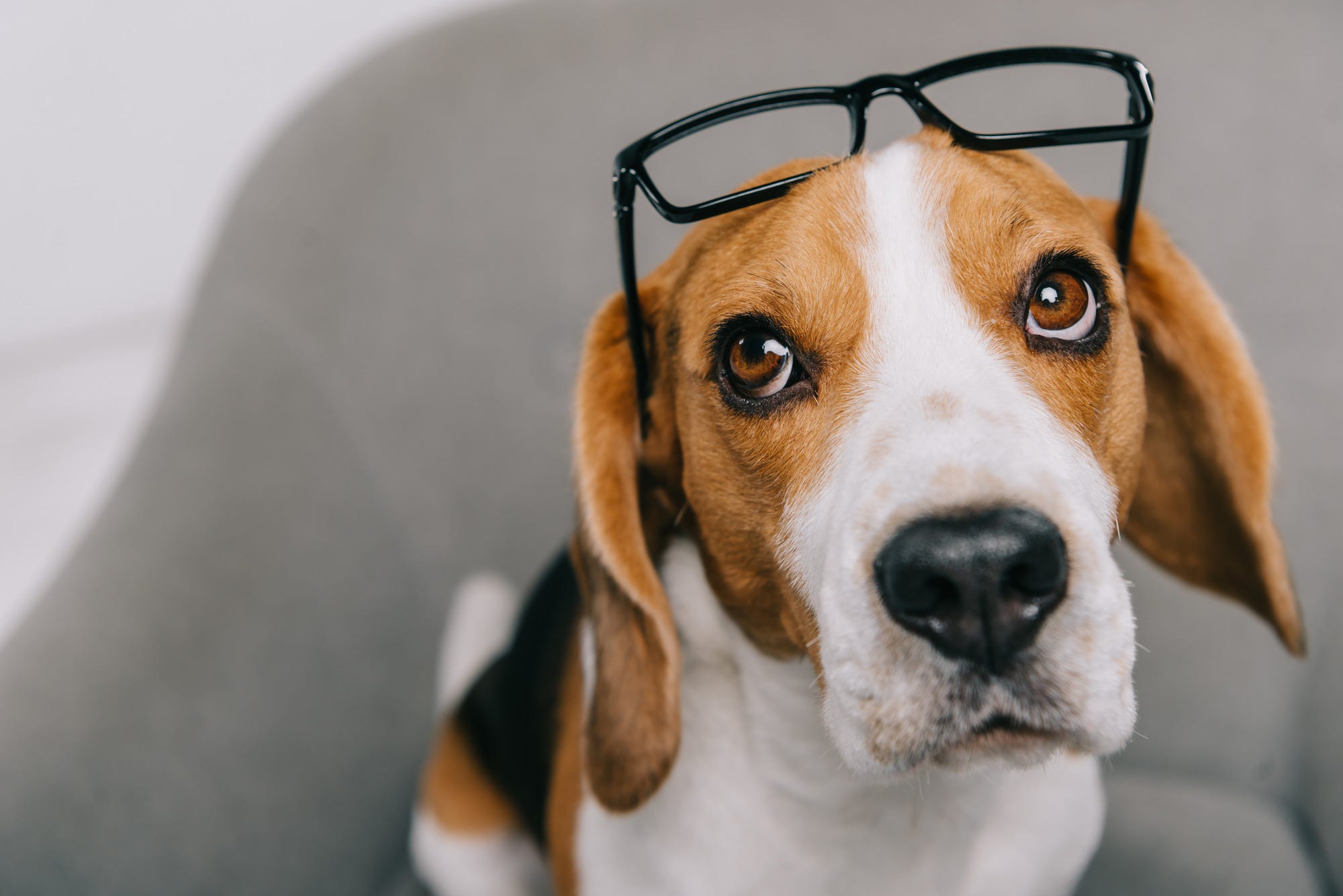 Dog wearing reading glasses