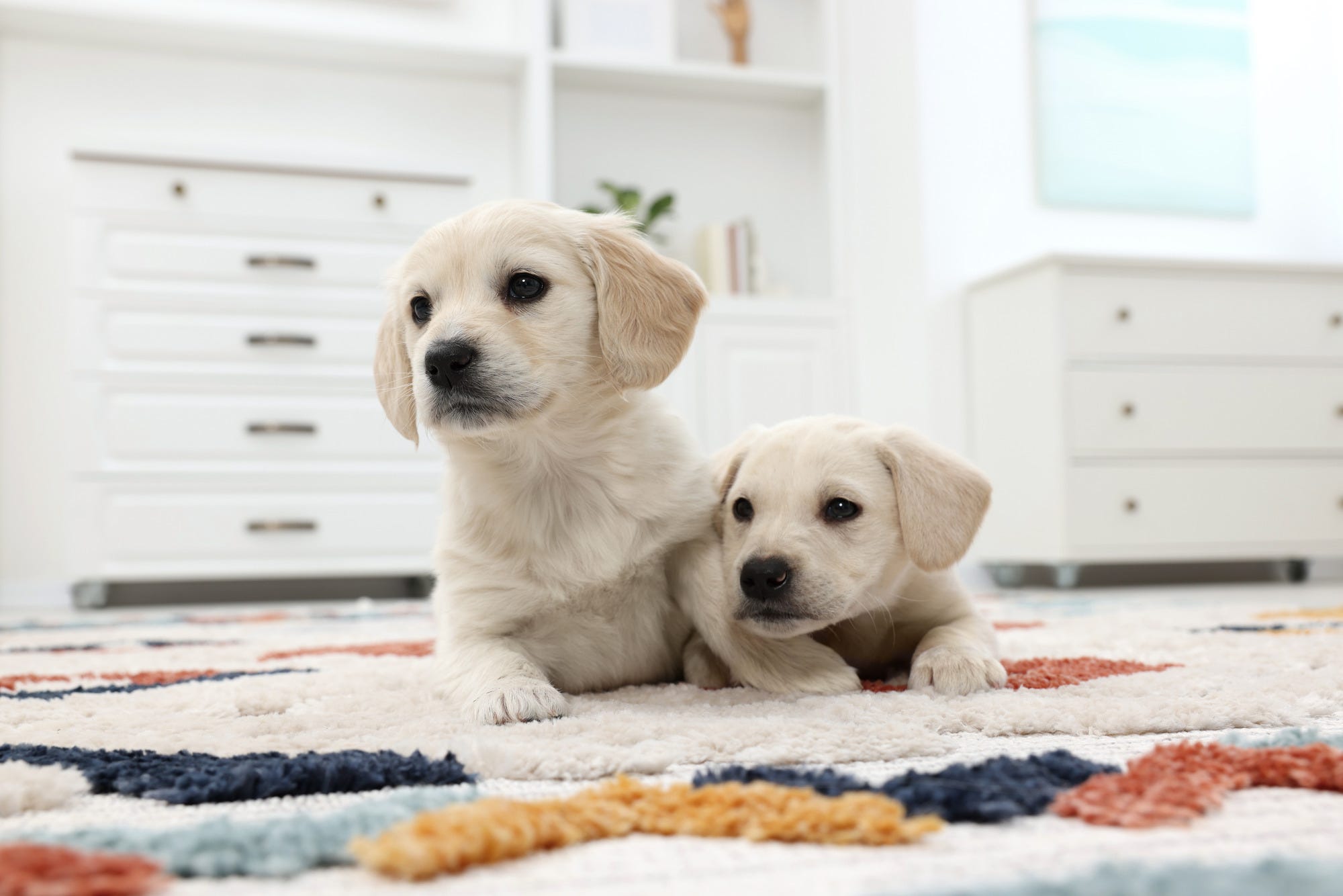 Two puppies playing on floor