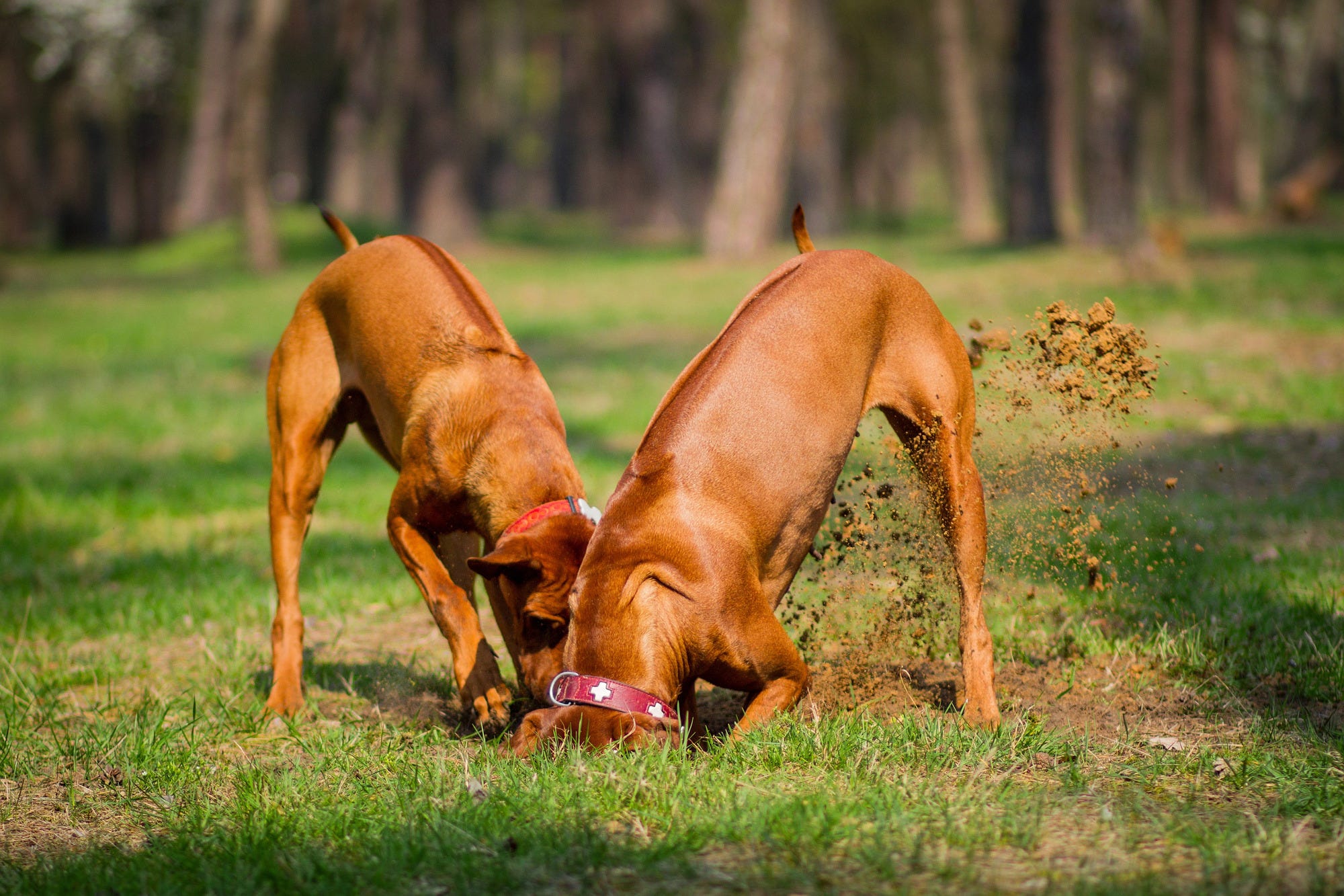 Two large dogs digging a hole