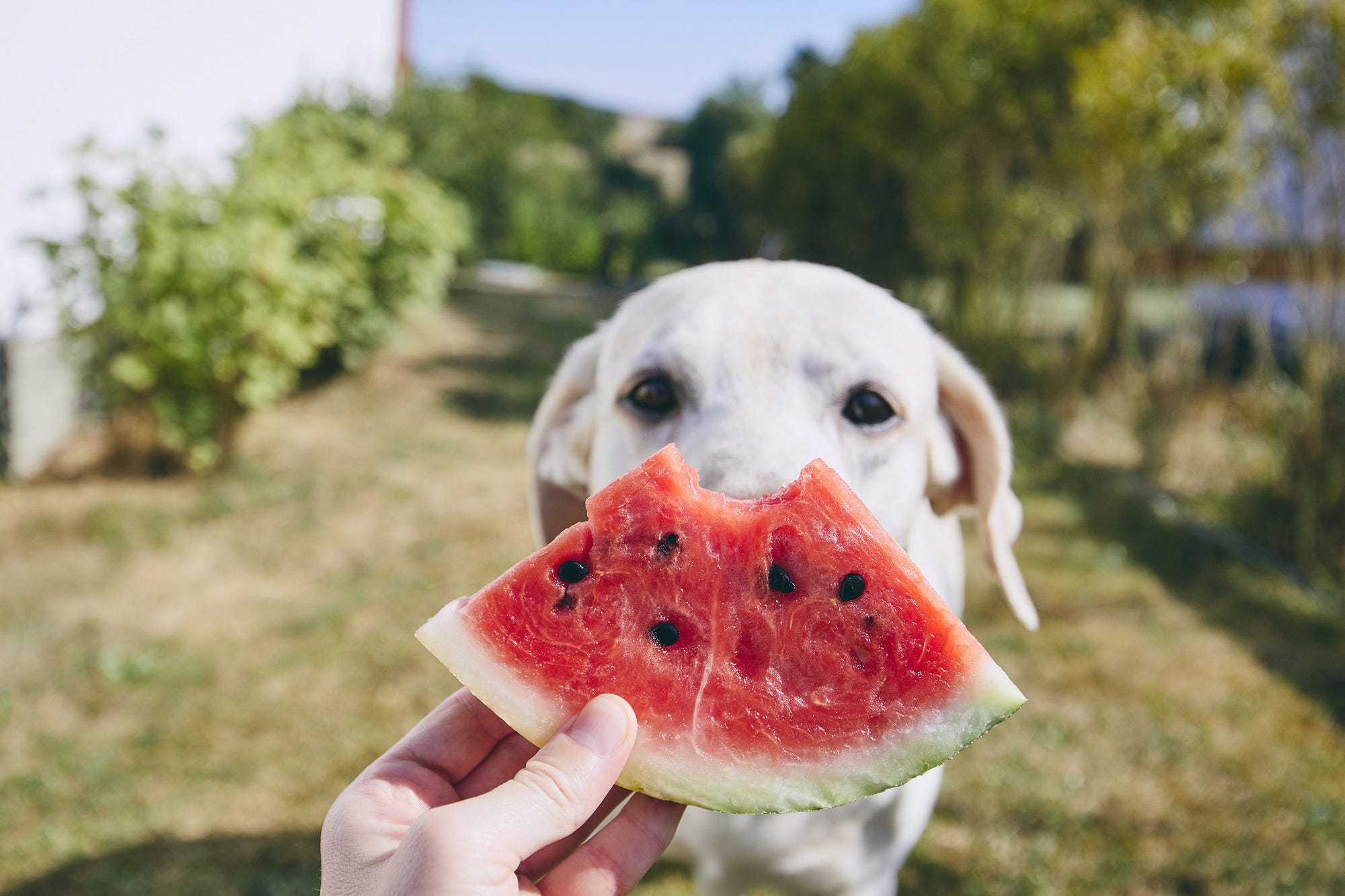 Labrador with watermelon slice