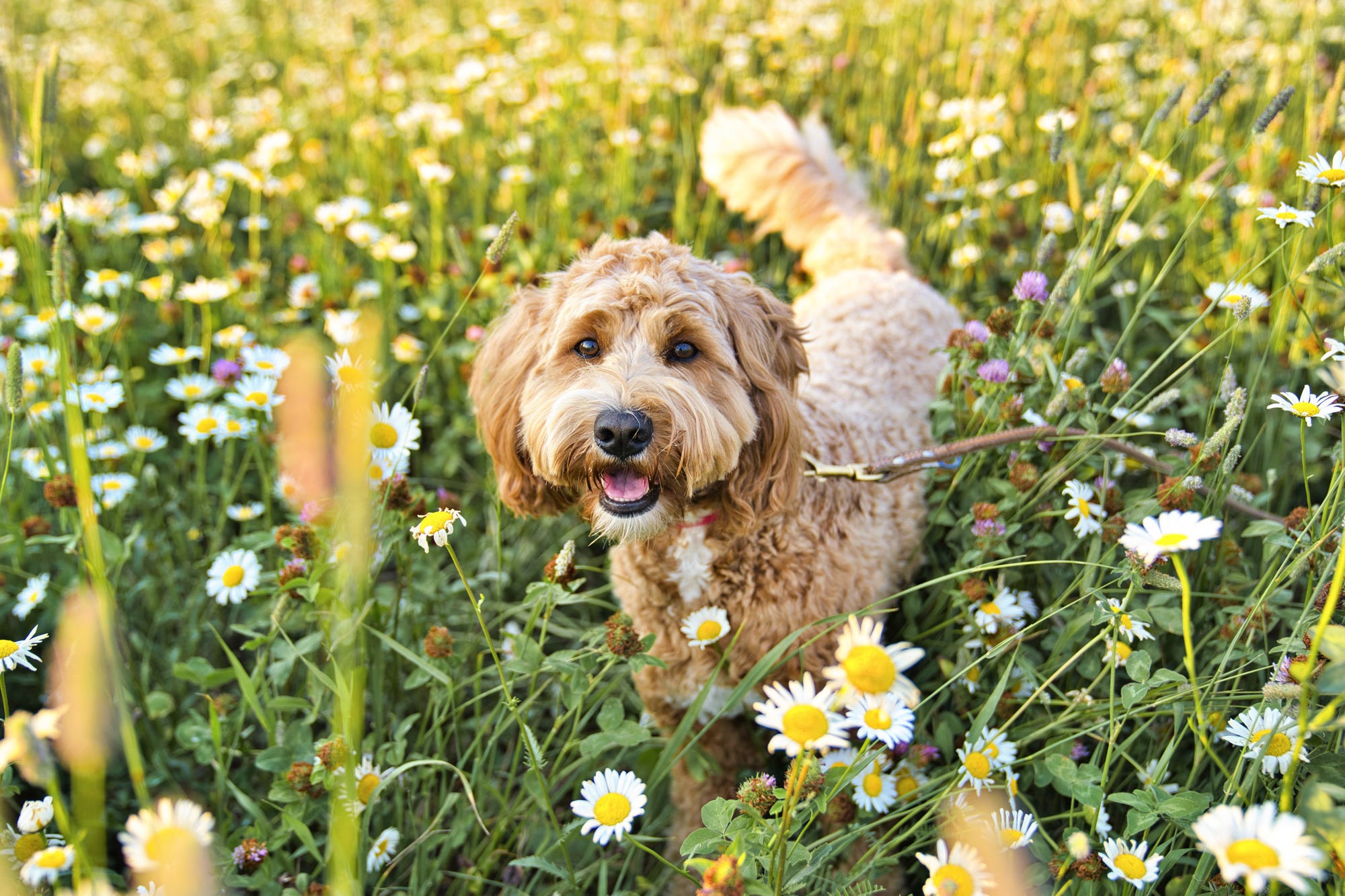 Goldendoodle playing in field