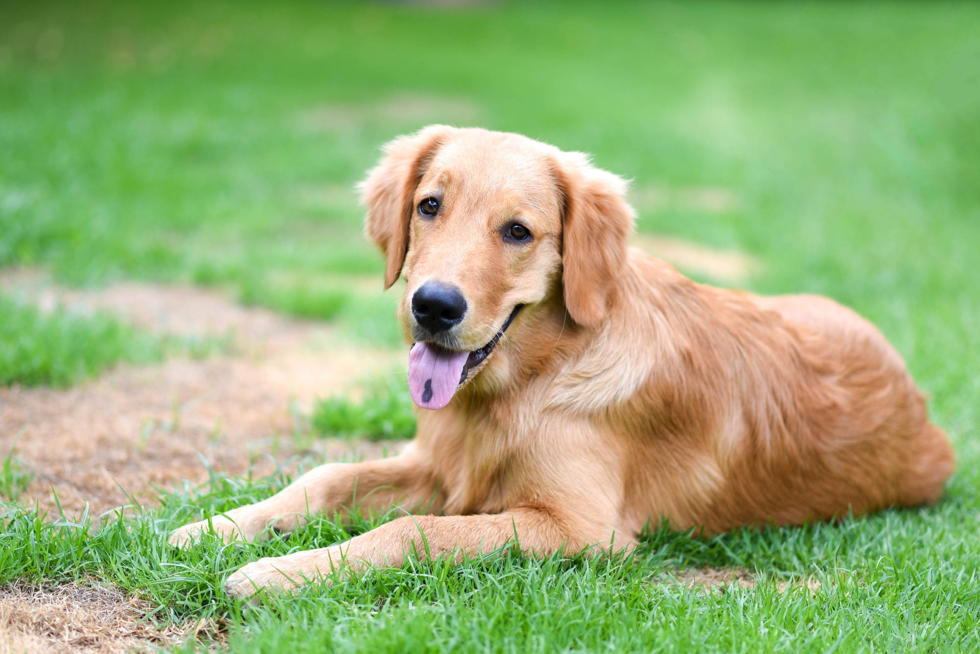 Golden Retriever laying on grass