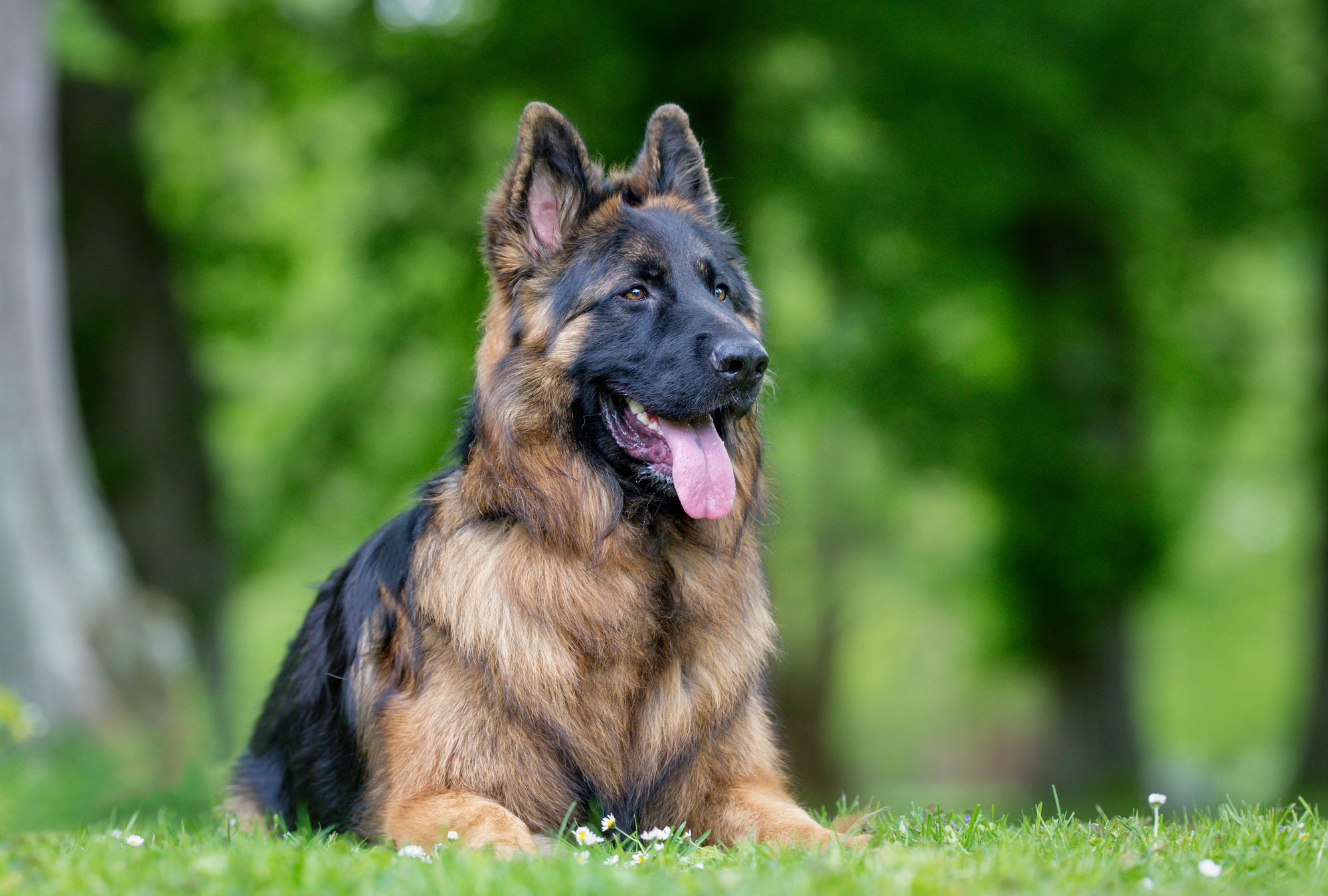 German Shepherd laying in grass