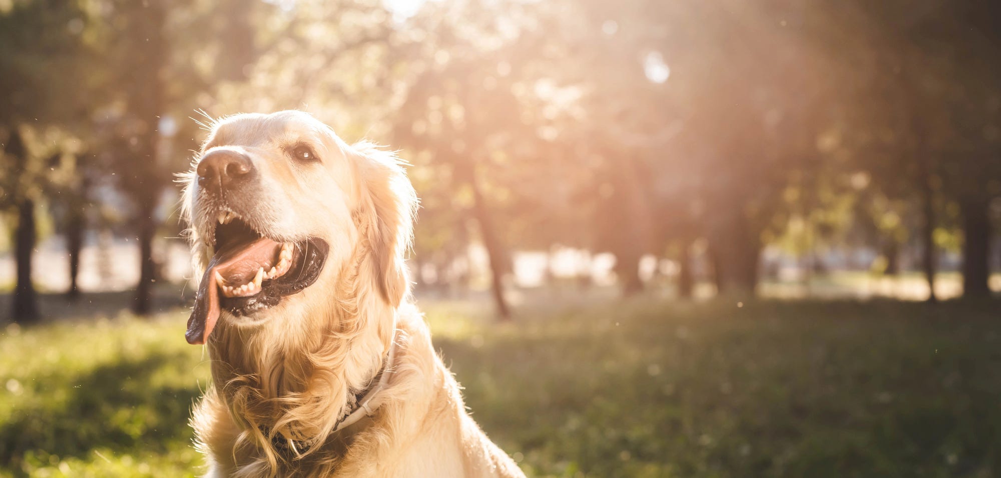 Golden Retriever in park 