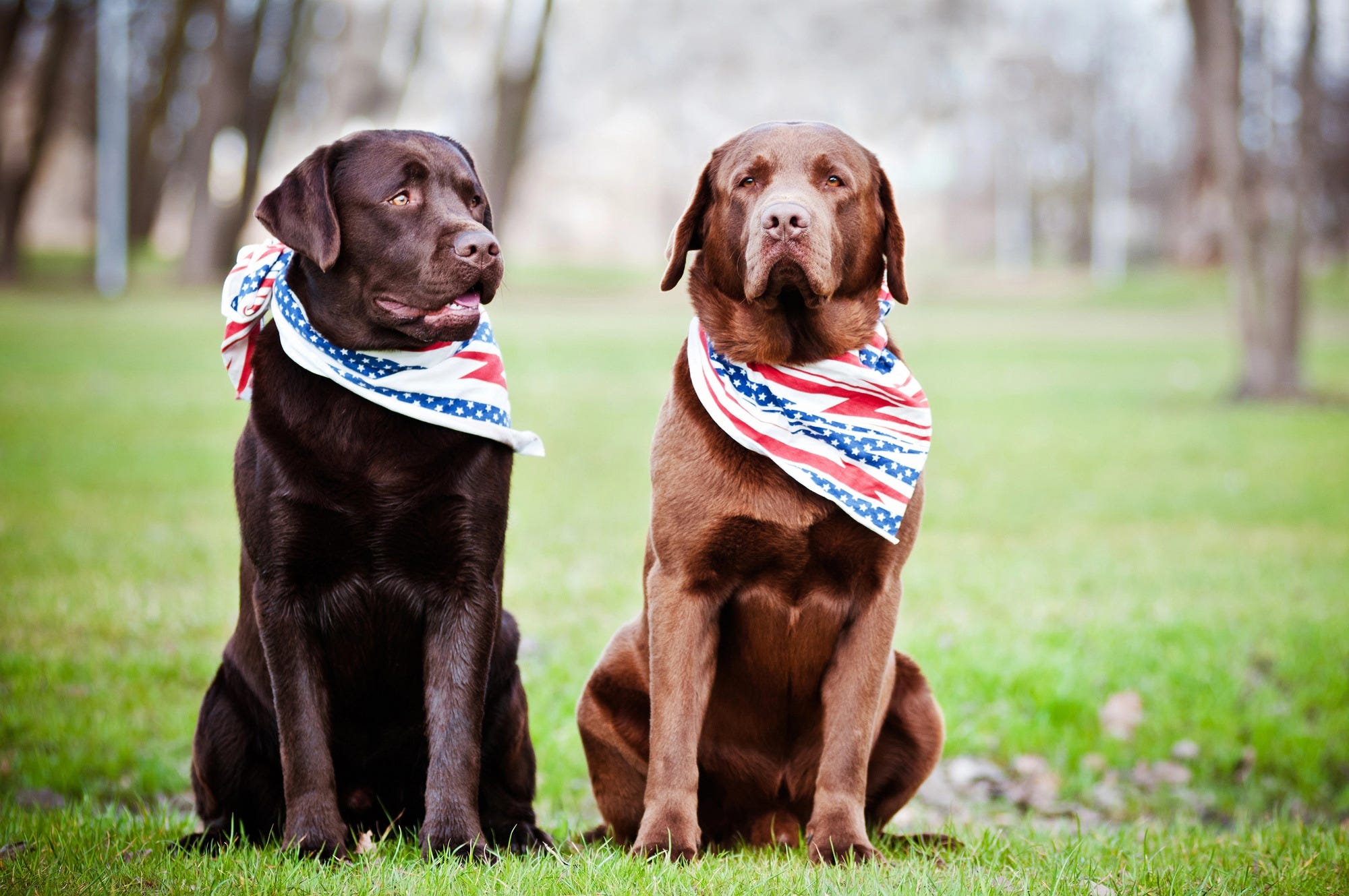 Two labrador retrievers with bandannas