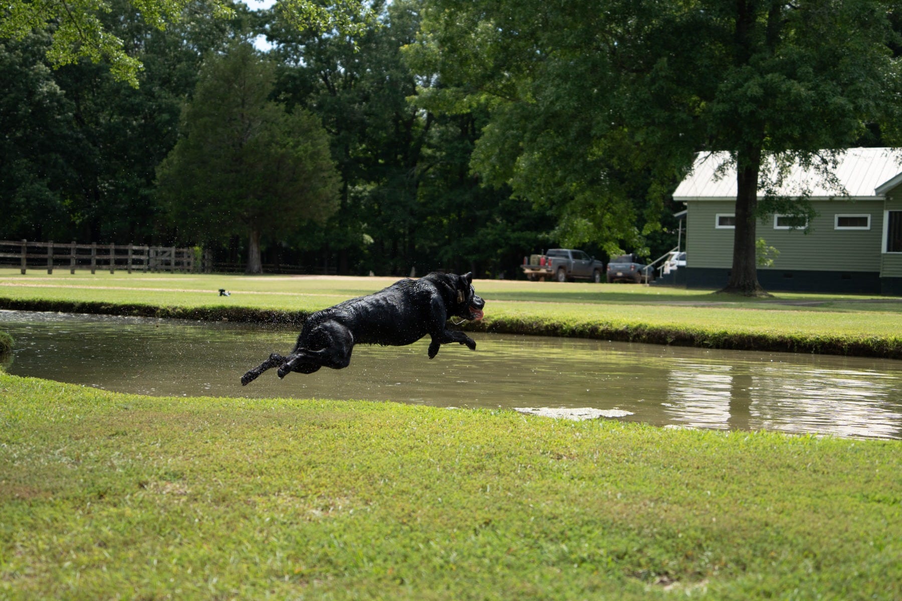 Black Lab jumping into pond