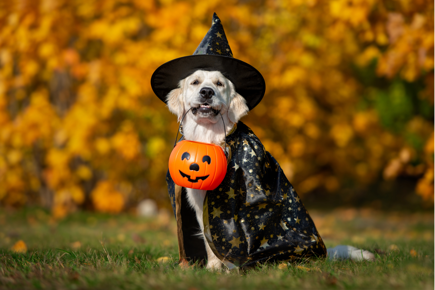 Golden Retriever dressed up as witch holding candy basket