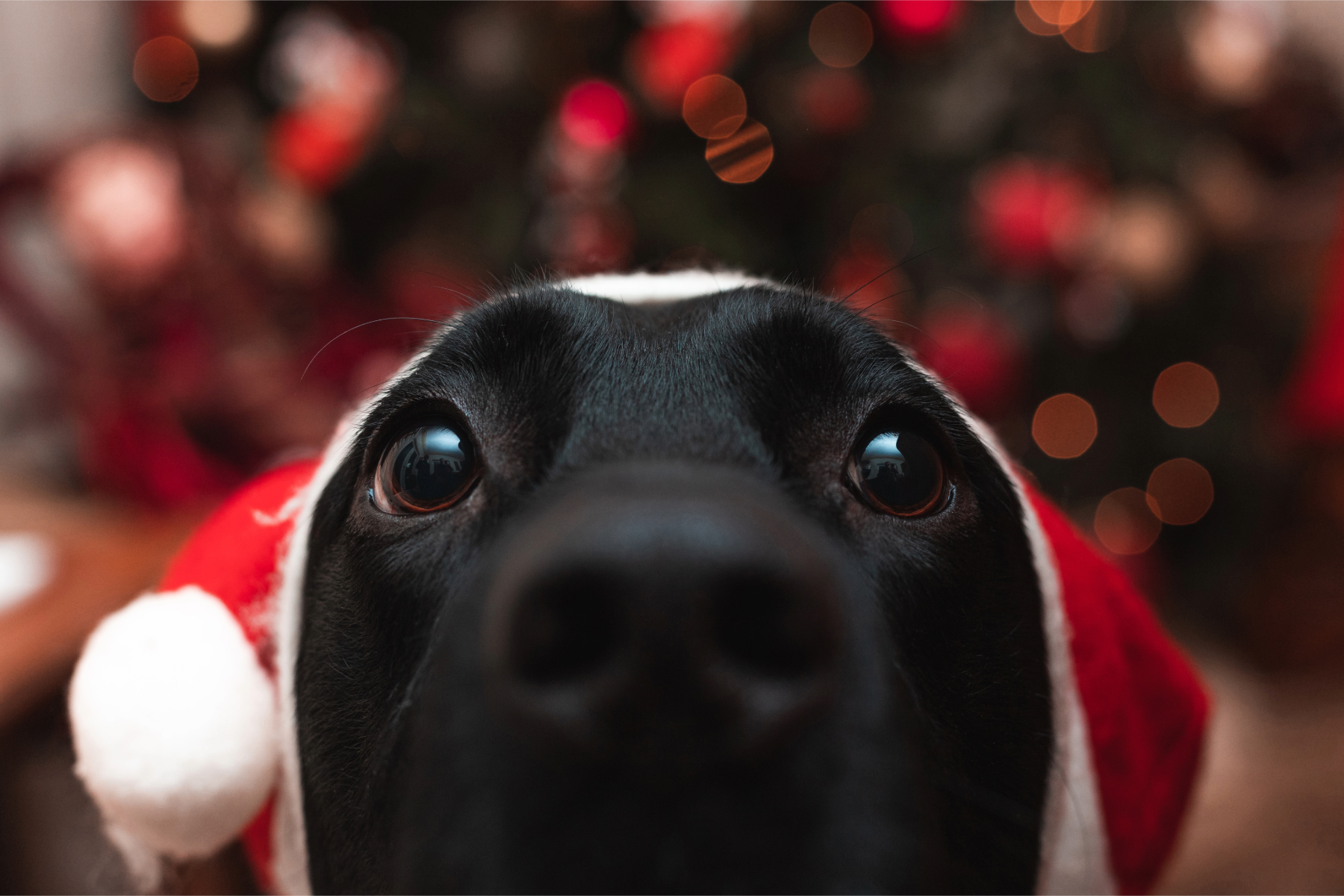 Black dog wearing santa hat staring at table for food on Christmas