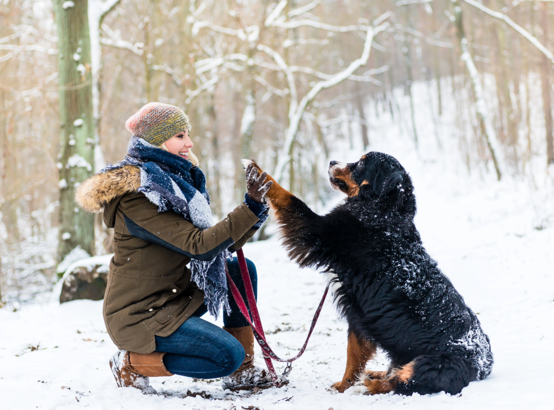 Owner playing with dog in snow