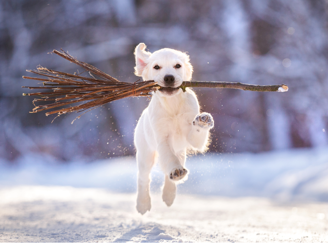puppy playing with stick in the snow 