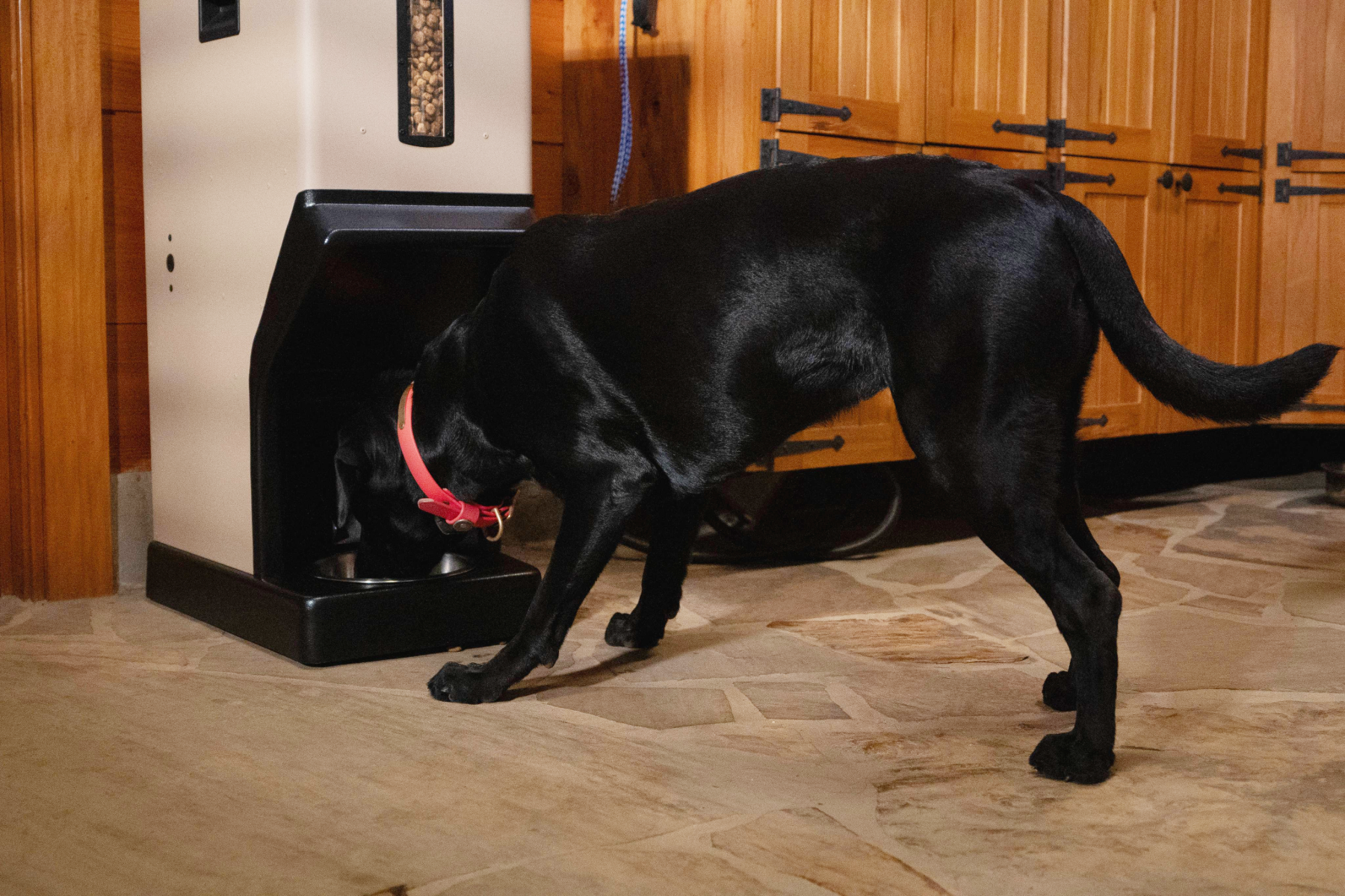 Black Lab sitting in front of Automatic Dog Feeder